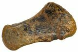 Hadrosaur (Edmontosaur) Metacarpal (Wrist) Bone - South Dakota #117080-3